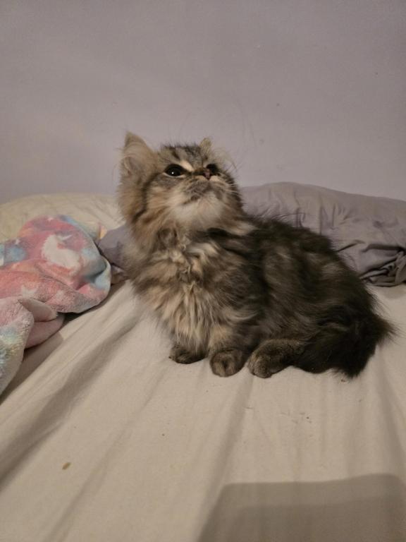 Munchkin Girl photo 17