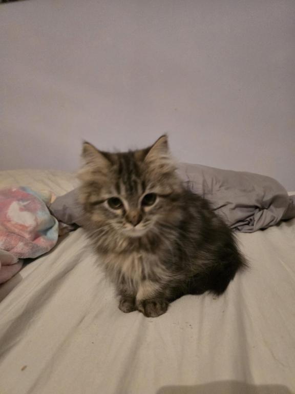 Munchkin Girl photo 22
