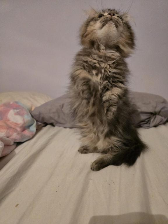 Munchkin Girl photo 20