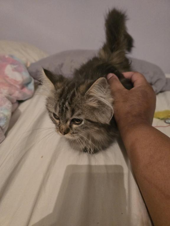 Munchkin Girl photo 23