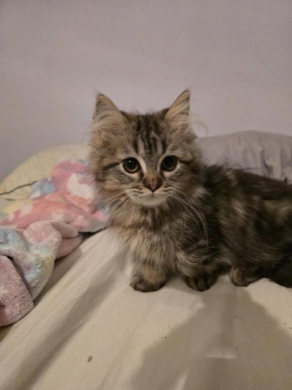 Munchkin Girl photo 15