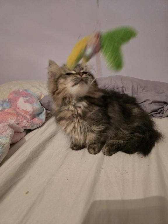 Munchkin Girl photo 18