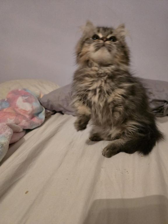 Munchkin Girl photo 19