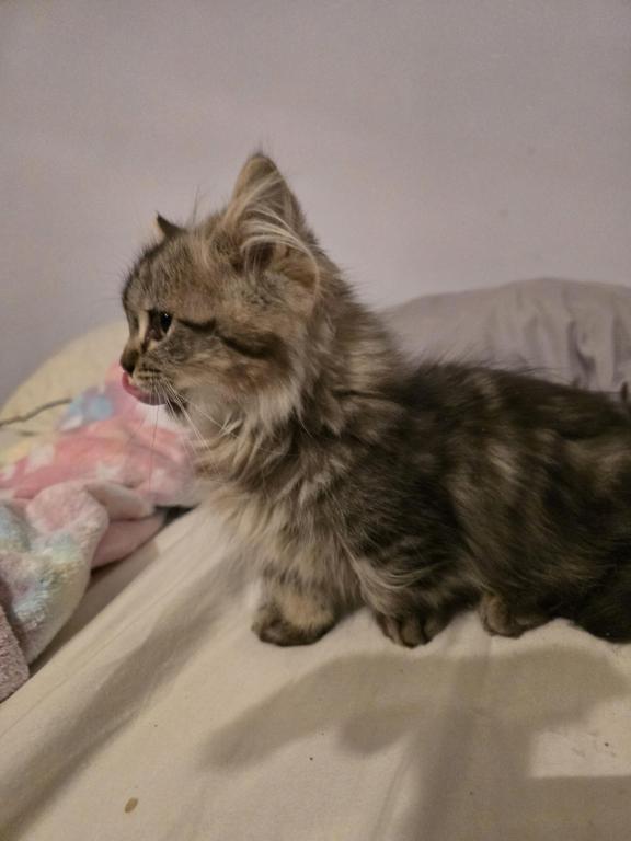 Munchkin Girl photo 12