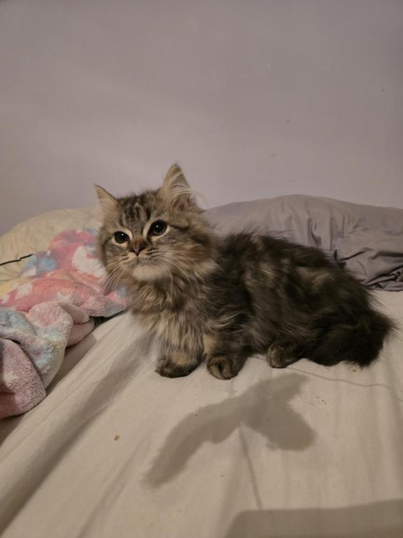 Munchkin Girl photo 9
