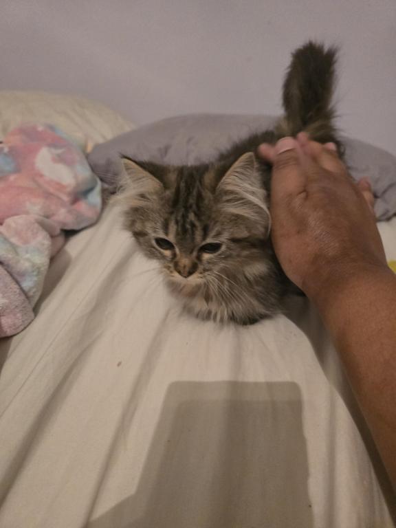 Munchkin Girl photo 25