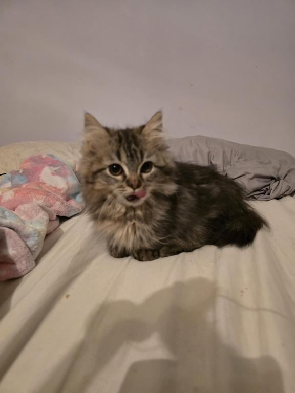 Munchkin Girl photo 5