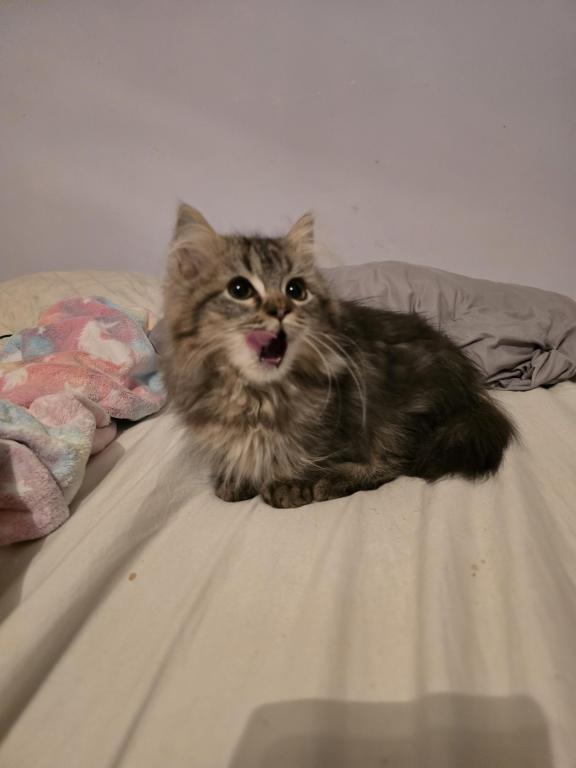 Munchkin Girl photo 1