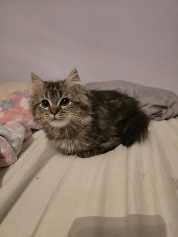 Munchkin Girl photo 4