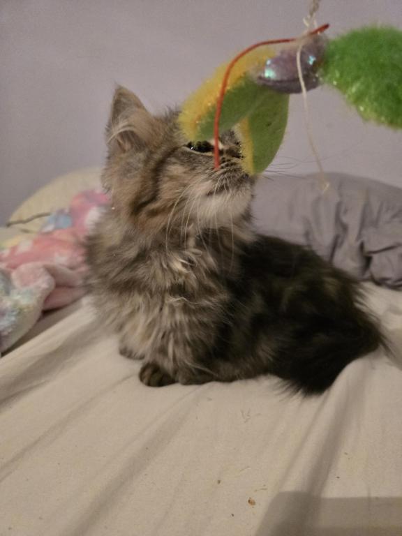Munchkin Girl photo 8