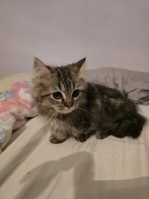 Munchkin Girl photo 14