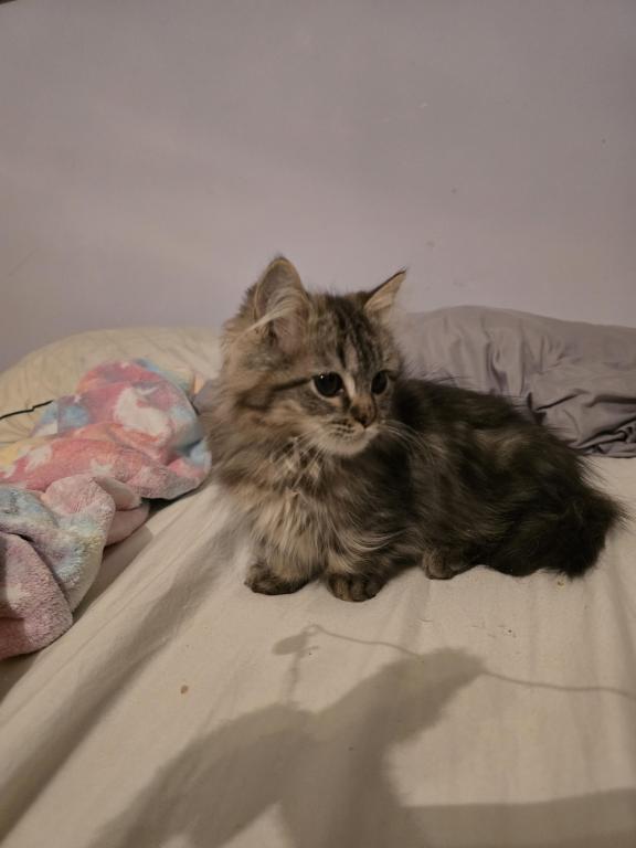 Munchkin Girl photo 11