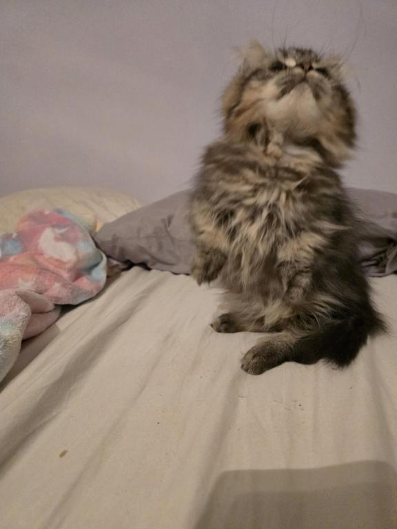 Munchkin Girl photo 21