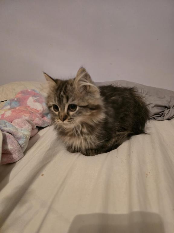 Munchkin Girl photo 3