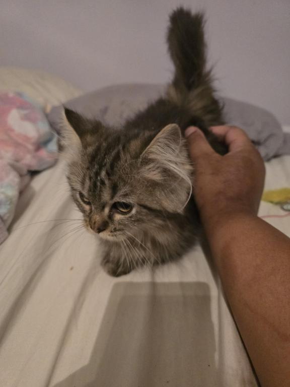 Munchkin Girl photo 24