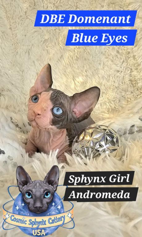 Sphynx DBE Girl Andromeda  TICA Rights photo 7