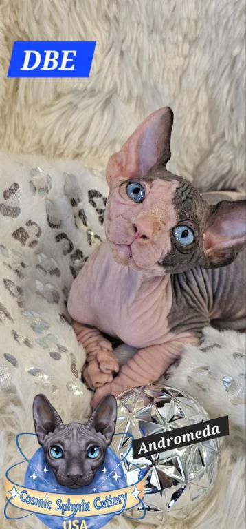 Sphynx DBE Girl Andromeda  TICA Rights photo 2