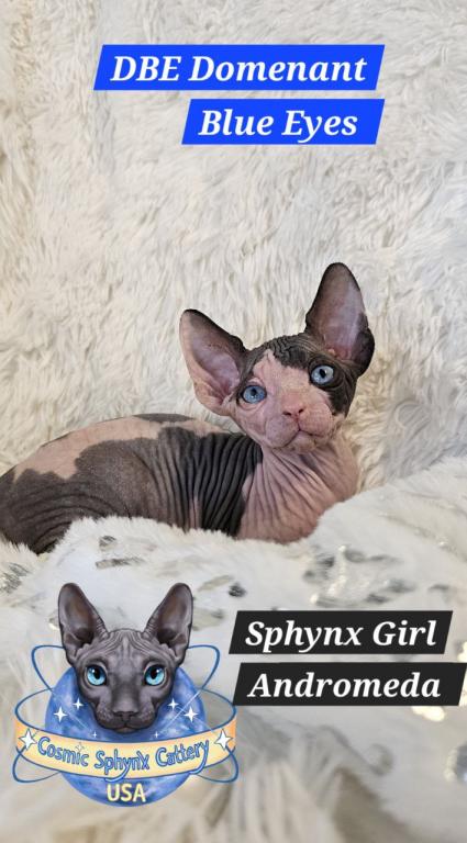 Sphynx DBE Girl Andromeda  TICA Rights photo 6
