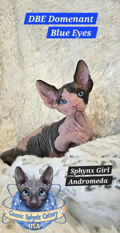 Sphynx DBE Girl Andromeda  TICA Rights photo 4