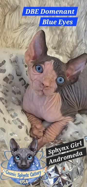 Sphynx DBE Girl Andromeda  TICA Rights photo 3