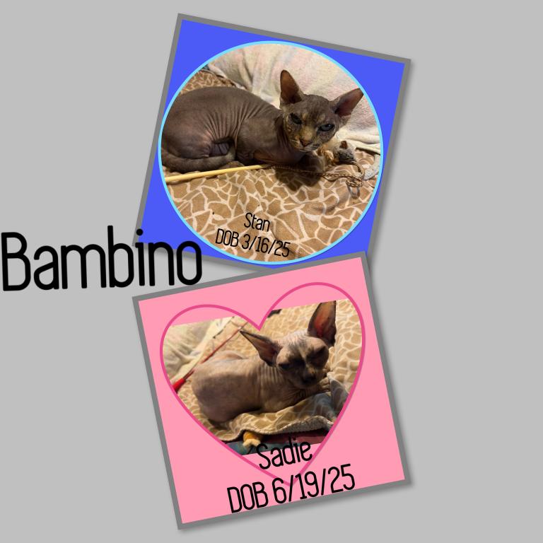 Bambino Cats photo 1