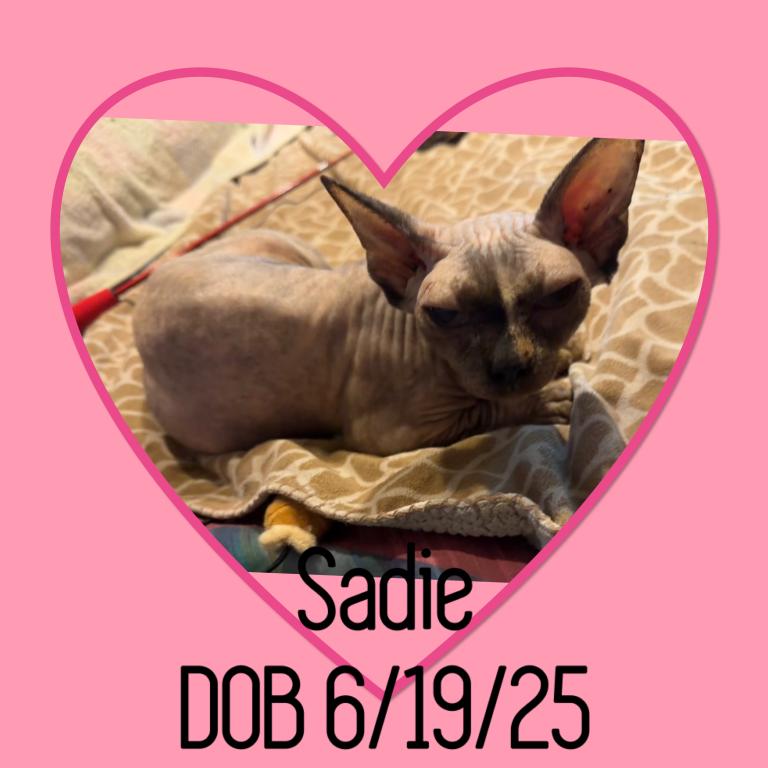 Bambino Cats photo 3