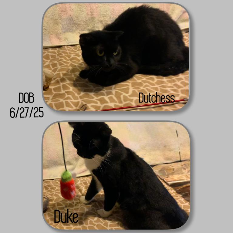 Scottish Fold And Scottish Kilt Cats And Kittens photo 4
