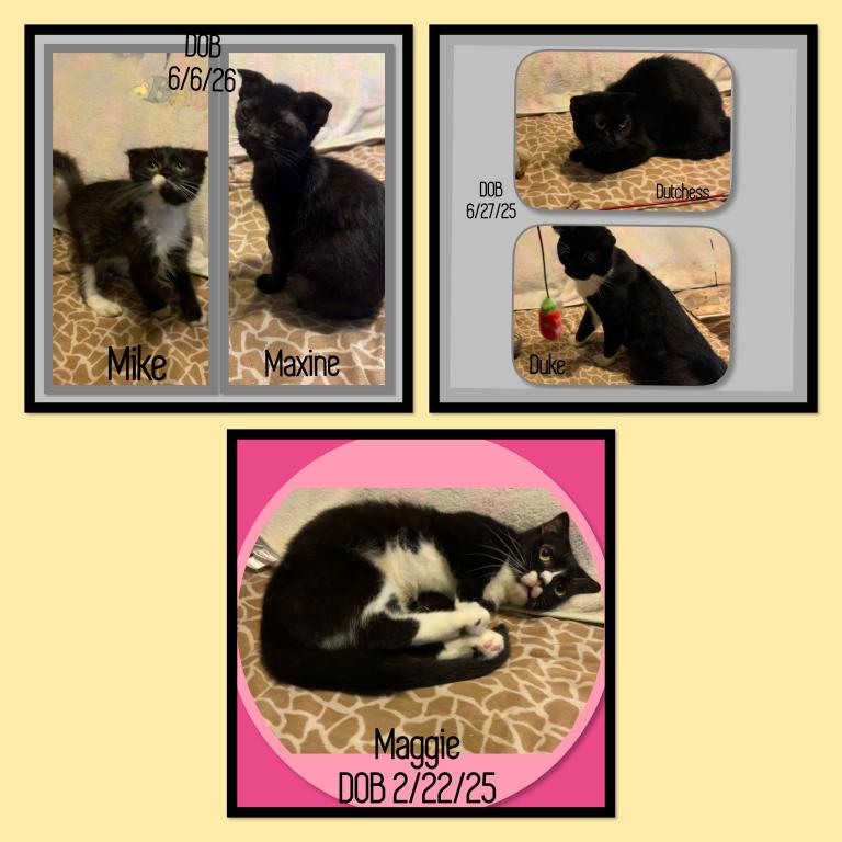 Scottish Fold And Scottish Kilt Cats And Kittens photo 1