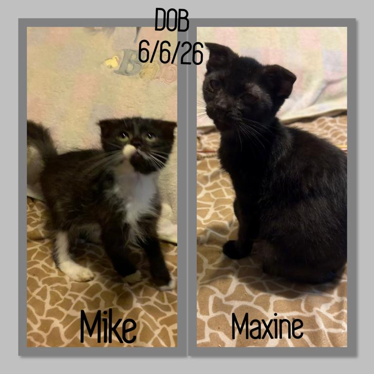 Bengal And Munchkin Cross GENETTA photo 9
