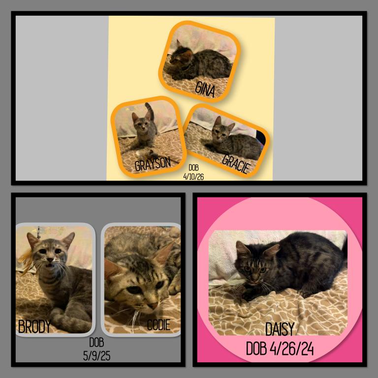 Bengal And Munchkin Cross GENETTA photo 1