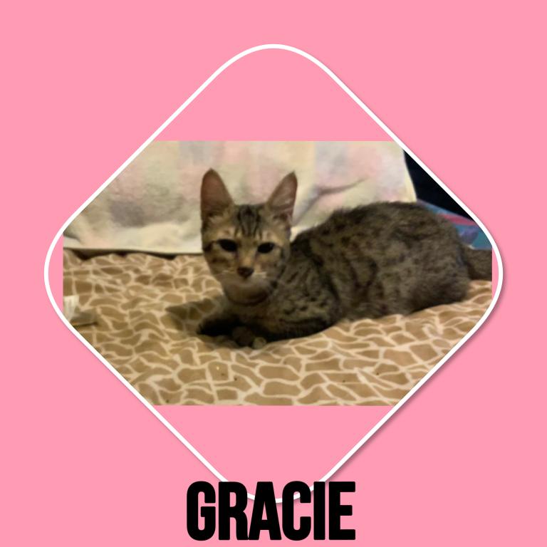 Bengal And Munchkin Cross GENETTA photo 4