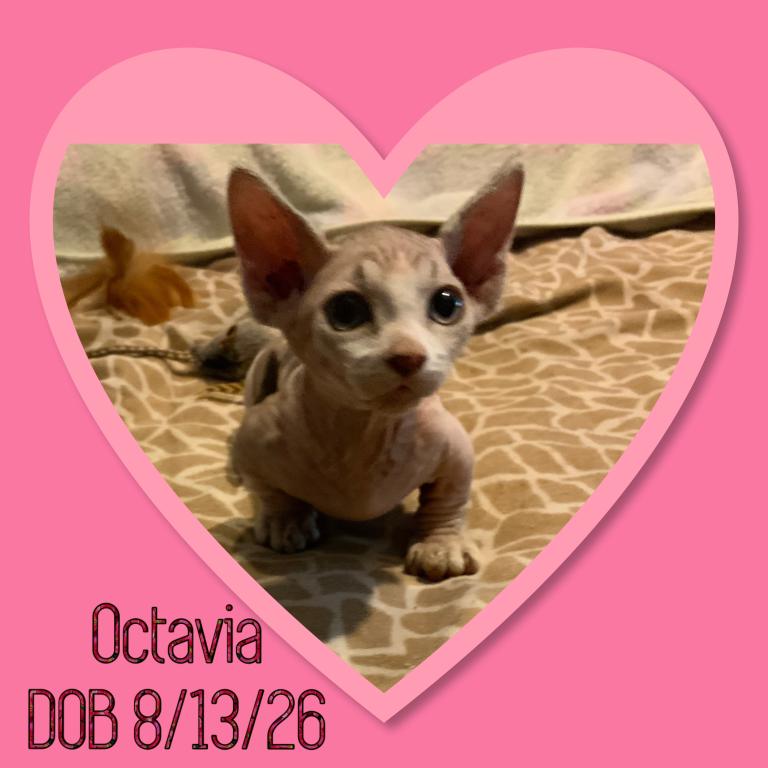 Bambino Kittens photo 1
