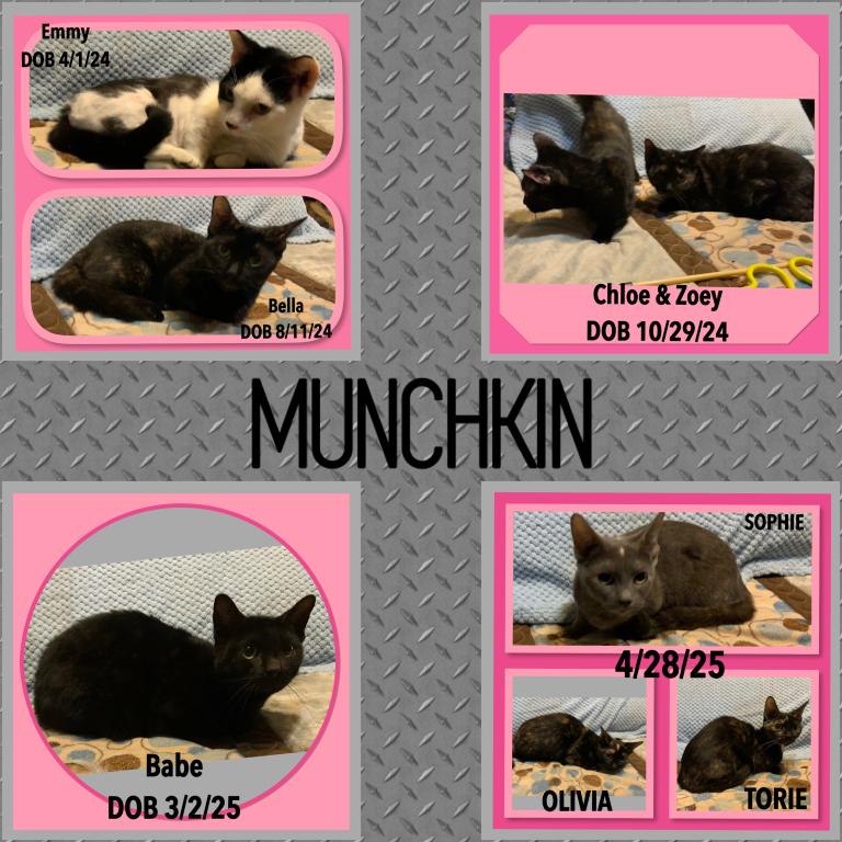 Munchkin Cats & Kittens photo 1
