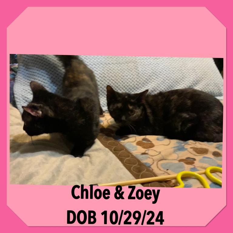 Munchkin Cats & Kittens photo 8