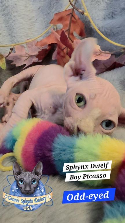 Odd Eyes DBE Sphynx Dwelf Boy  TICA photo 3