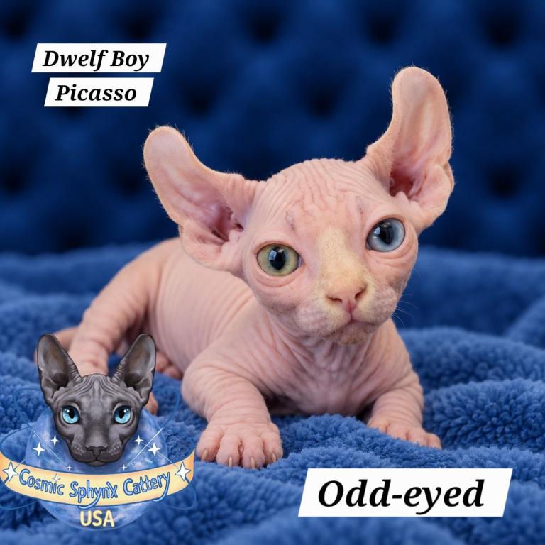 Odd Eyes DBE Sphynx Dwelf Boy  TICA photo 1