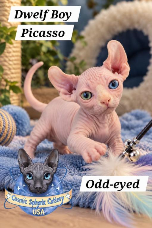 Odd Eyes DBE Sphynx Dwelf Boy  TICA photo 4