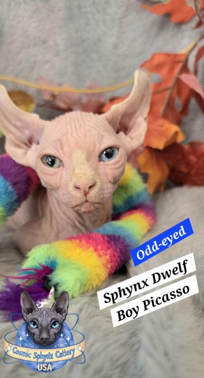 Odd Eyes DBE Sphynx Dwelf Boy  TICA photo 2