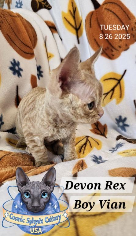 Devon Rex Boys TICA Breeding Rights photo 14