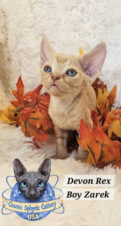 Devon Rex Boys TICA Breeding Rights photo 4