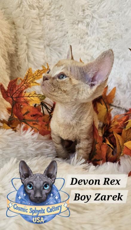 Devon Rex Boys TICA Breeding Rights photo 3