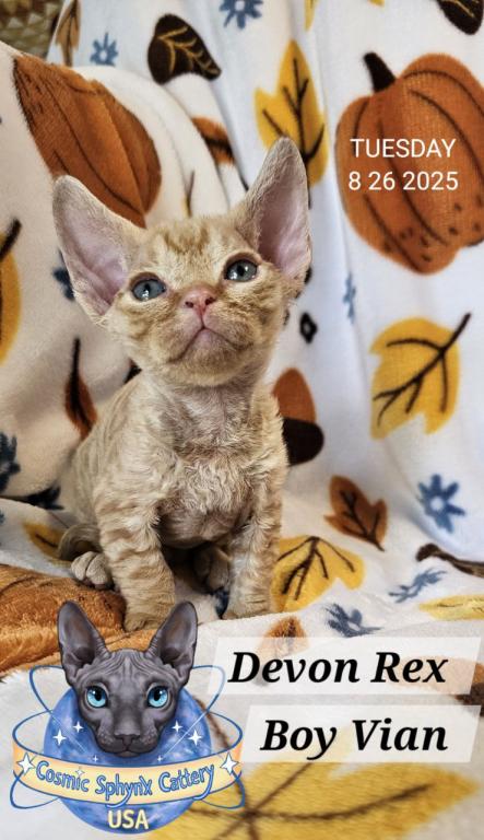 Devon Rex Boys TICA Breeding Rights photo 16