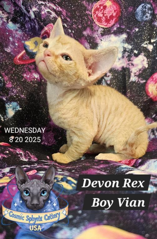 Devon Rex Boys TICA Breeding Rights photo 20