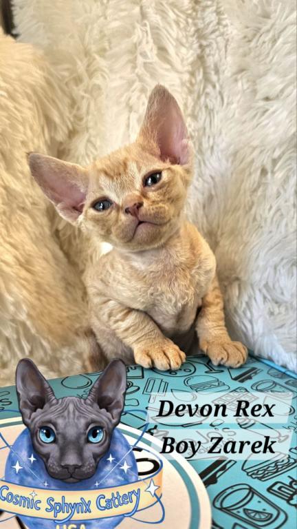 Devon Rex Boys TICA Breeding Rights photo 7