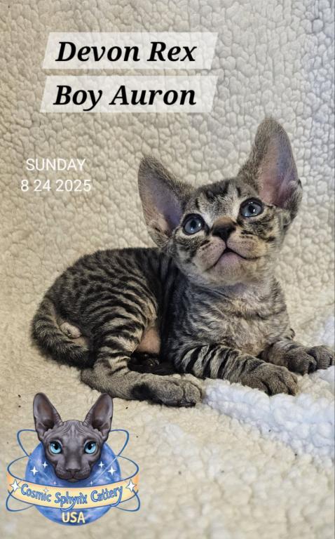 Devon Rex Boys TICA Breeding Rights photo 13