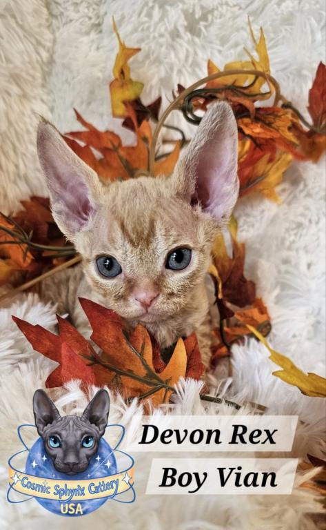 Devon Rex Boys TICA Breeding Rights photo 17