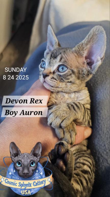 Devon Rex Boys TICA Breeding Rights photo 11