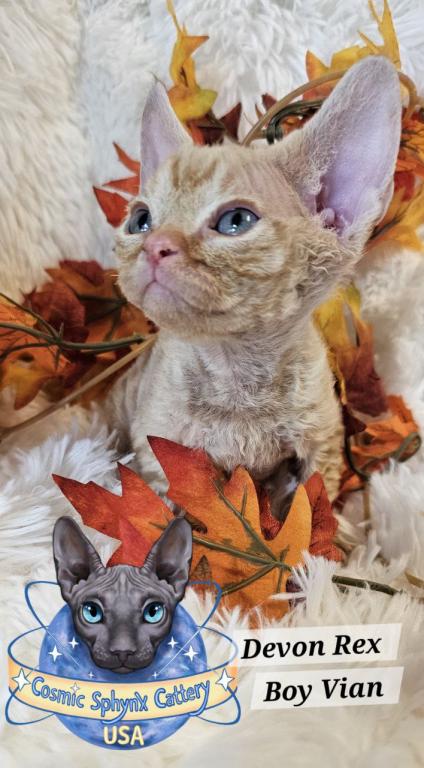 Devon Rex Boys TICA Breeding Rights photo 18