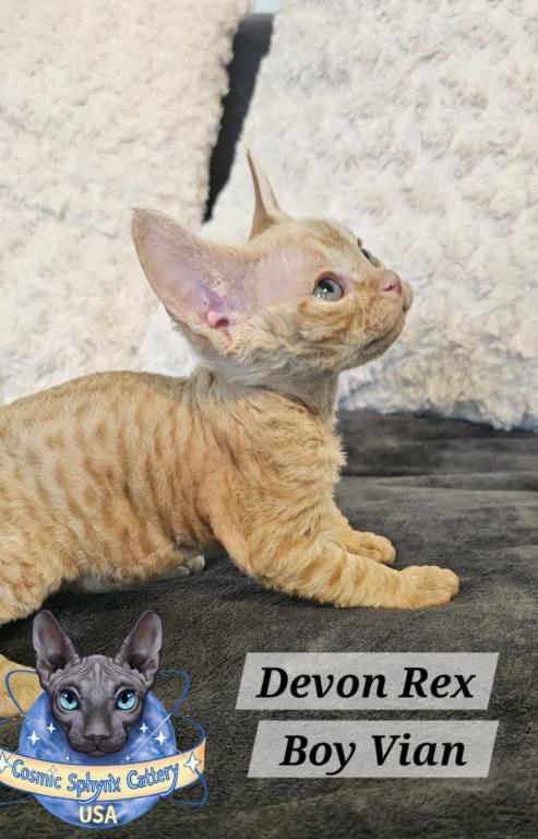 Devon Rex Boys TICA Breeding Rights photo 19