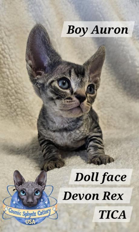 Devon Rex Boys TICA Breeding Rights photo 10